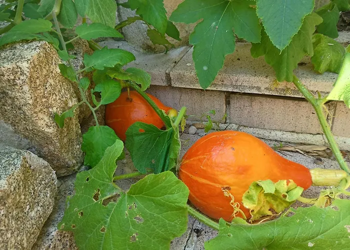 G1 Les Oliviers * Saint-Germain-de-Princay